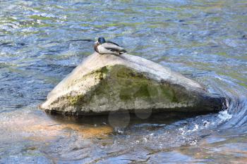 A Duck sits on a large stone in a city river.