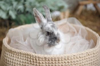 White rabbit sitting in a knitted basket. Head closeup.