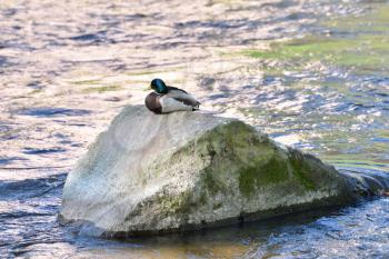 A Duck sits on a large stone in a city river.