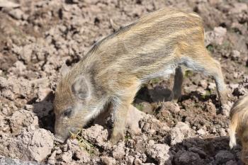 A little pig picks its nose in dirty soil