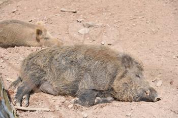 A big boar lies sleeping on the ground on a sunny day