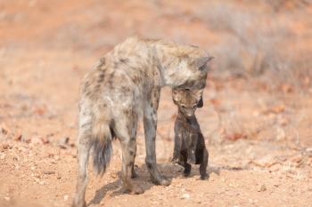 Hyena puppy in the wilderness of Africa