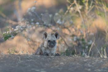 Hyena puppy in the wilderness of Africa