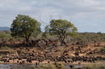 Herd of Cape buffalo also known as African buffalo in the wilderness