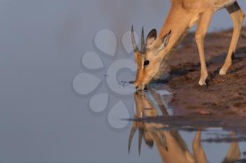 Impala antelope drinking water in the wilderness of Africa