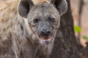 Hyena in the wilderness of Africa