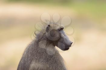 Male baboon close up portrait
