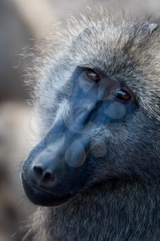 Male baboon close up portrait
