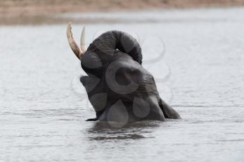 African elephant swimming in the lake, in the wilderness