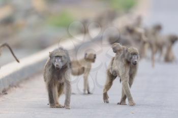 Baboon family in the wilderness of Africa