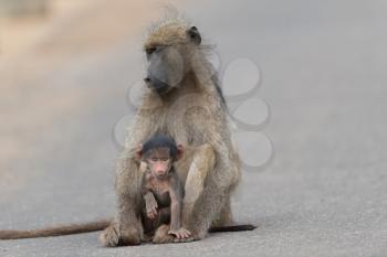Baby baboon in the wilderness of Africa