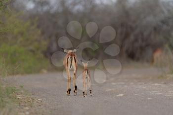 Impala antelope in the wilderness of Africa