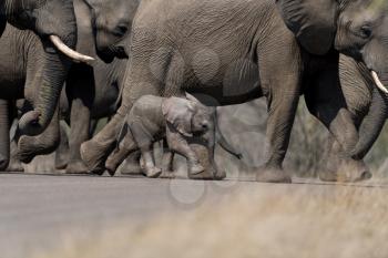 Elephant calf, baby elephant in the wilderness of Africa