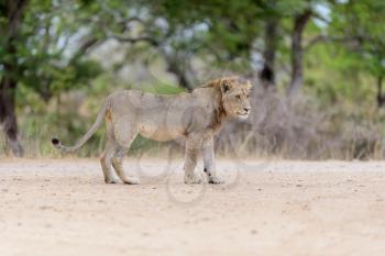 Young lion in the wilderness of Africa