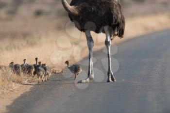 Ostrich with chicks in the wilderness of Africa