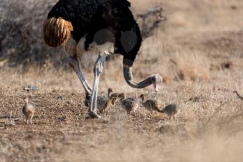 Ostrich with chicks in the wilderness of Africa