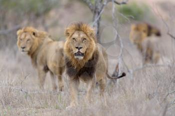 Male lion coalition in the wilderness of Africa
