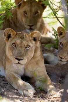 Lioness with cubs in the wilderness