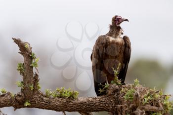 Vulture in the wilderness of Africa