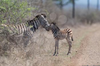 Zebra foal in the wilderness, baby zebra