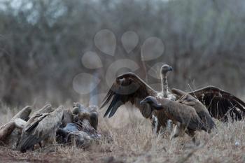 Vulture in the wilderness of Africa