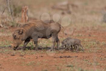 warthog in the wilderness of Africa