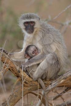 Vervet monkey mom with baby vervet monkey in the wilderness