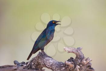 Glossy starling in the wilderness of Africa
