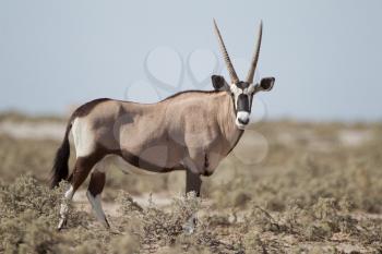 Oryx gemsbok in the wilderness of Africa