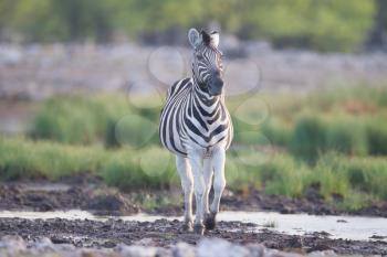 Zebra in the wilderness of Africa