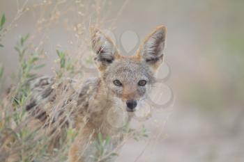 Black backed jackal puppy in the wilderness of Africa