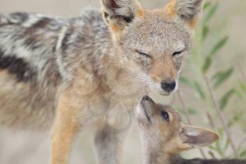 Black backed jackal puppy in the wilderness of Africa