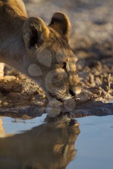 Lion cub drinking water in the wilderness of Africa