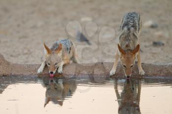 Black backed jackal in the wilderness of Africa