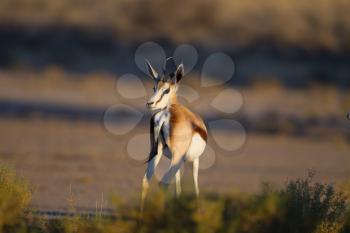 Gazelle in the wilderness of Africa