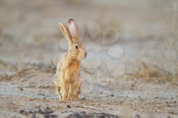 Hare in the wilderness of Africa