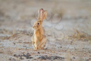 Hare in the wilderness of Africa
