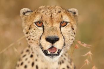 Cheetah in the wilderness of Africa