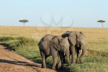 African Elephant in the wilderness of Africa