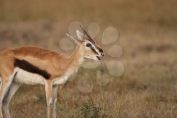 Thomson's Gazelle in the wilderness of Africa