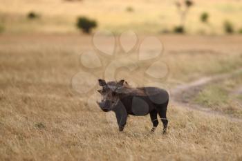 Warthog in the wilderness of Africa