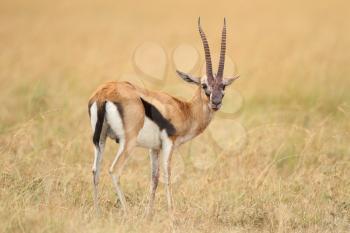 Thomson's Gazelle in the wilderness of Africa
