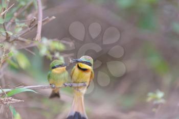 Bee eater bird mom feeding the chick perched on a branch, european bee eater