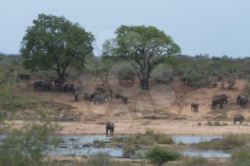 Herd of elephants in the wilderness of Africa