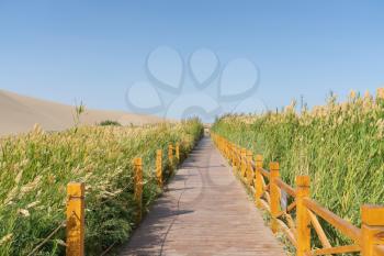Wooden pathway across green reeds around the desert. Photo in Dunhuang, China.