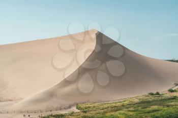 Green reeds around the desert. Photo in Dunhuang, China.