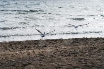 Sea birds fly together along the lakeside. Photo in Qinghai, China.