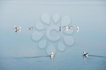 Birds in the clean lake, natural scenery. Photo in Qinghai, China.