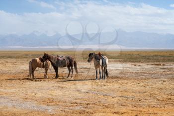 Horses on the natural ground, with mountains behind. Photo in Qinghai, China.