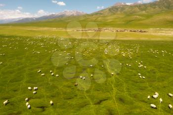 Sheep on the prairie with blue sky. Shot in xinjiang, China.